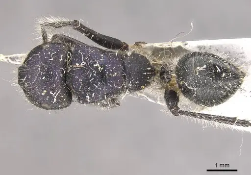Calomyrmex purpureus specimen CASENT0910763 image casent0910763_1
