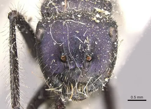 Calomyrmex purpureus specimen CASENT0910763 image casent0910763_2