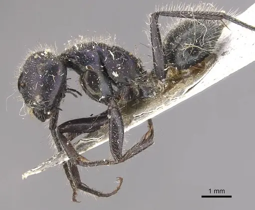 Calomyrmex purpureus specimen CASENT0910763 image casent0910763_3