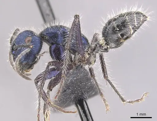 Calomyrmex purpureus specimen CASENT0910764 image casent0910764_3
