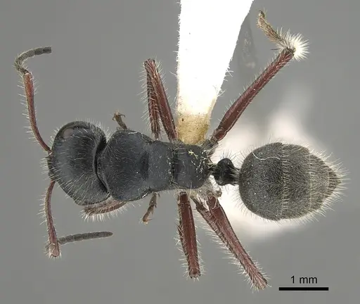 Calomyrmex similis specimen CASENT0887758 image casent0887758_1