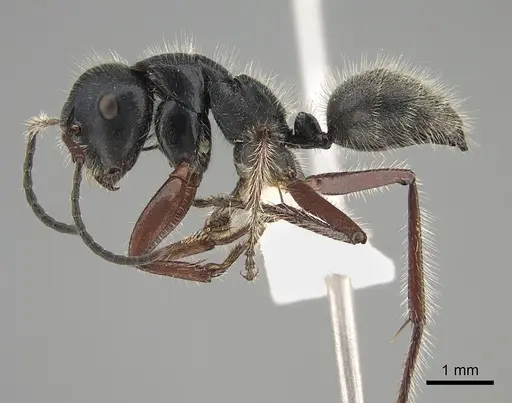 Calomyrmex similis specimen CASENT0887758 image casent0887758_3