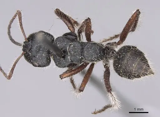 Calomyrmex similis specimen CASENT0906857 image casent0906857_1