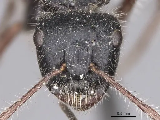 Calomyrmex similis specimen CASENT0906857 image casent0906857_2