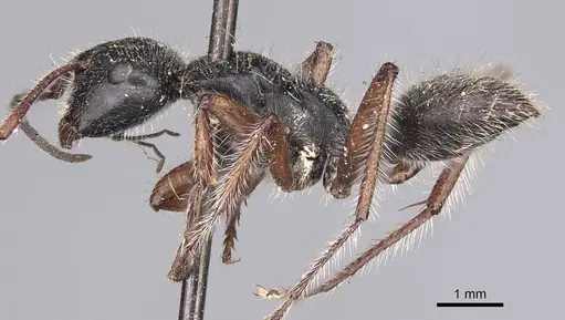 Calomyrmex similis specimen CASENT0906857 image casent0906857_3