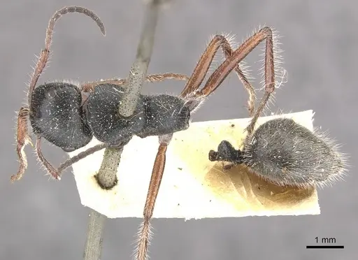 Calomyrmex similis specimen CASENT0910759 image casent0910759_1