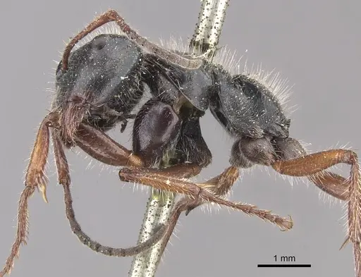 Calomyrmex similis specimen CASENT0910759 image casent0910759_3