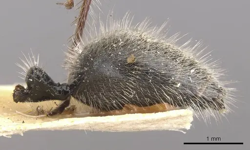 Calomyrmex similis specimen CASENT0910759 image casent0910759_4