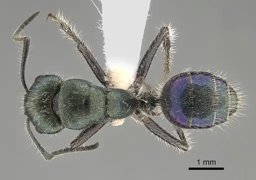 Calomyrmex splendidus specimen CASENT0887760 image casent0887760_1