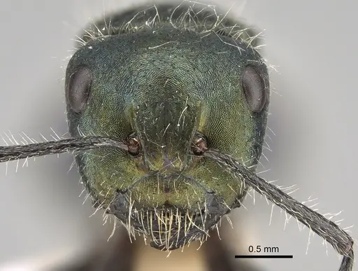 Calomyrmex splendidus specimen CASENT0887760 image casent0887760_2