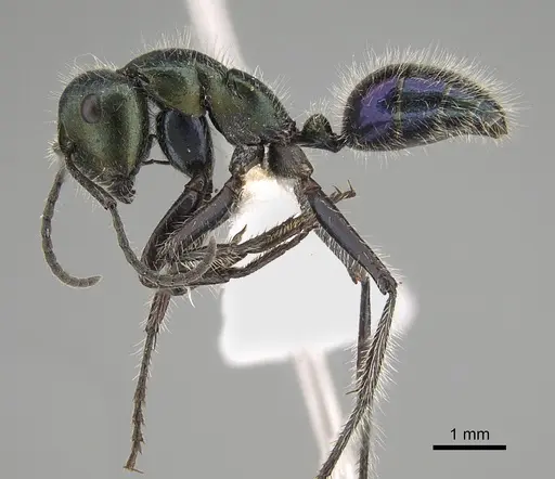 Calomyrmex splendidus specimen CASENT0887760 image casent0887760_3