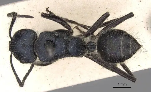 Calomyrmex splendidus specimen CASENT0906855 image casent0906855_1