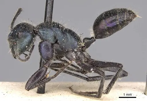 Calomyrmex splendidus specimen CASENT0906855 image casent0906855_3