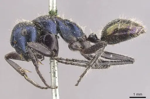 Calomyrmex splendidus specimen CASENT0910760 image casent0910760_3