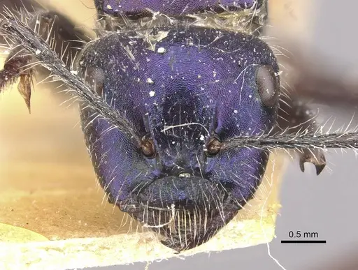 Calomyrmex splendidus specimen CASENT0910761 image casent0910761_2