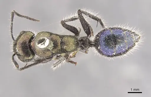 Calomyrmex splendidus specimen CASENT0910762 image casent0910762_1
