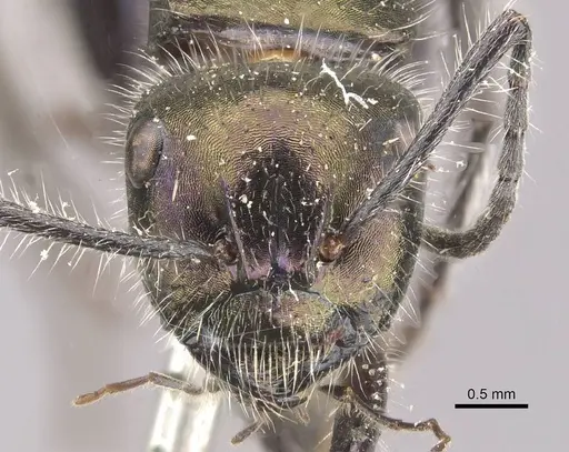 Calomyrmex splendidus specimen CASENT0910762 image casent0910762_2