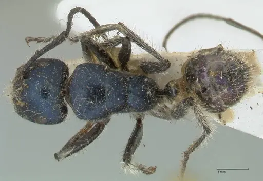 Calomyrmex splendidus specimen FOCOL2244 image focol2244_1