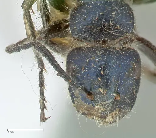 Calomyrmex splendidus specimen FOCOL2244 image focol2244_2