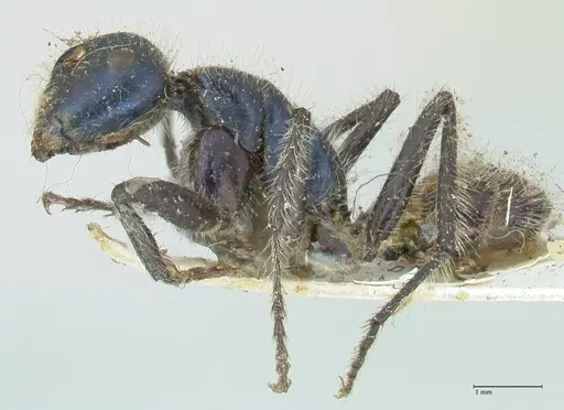 Calomyrmex splendidus specimen FOCOL2244 image focol2244_3