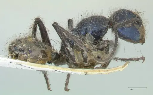Calomyrmex splendidus specimen FOCOL2244 image focol2244_4