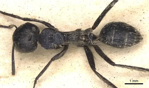 Calomyrmex tropicus specimen CASENT0901888 image casent0901888_1