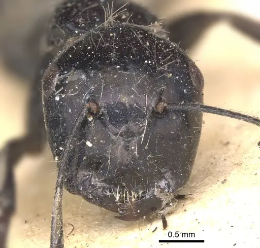 Calomyrmex tropicus specimen CASENT0901888 image casent0901888_2