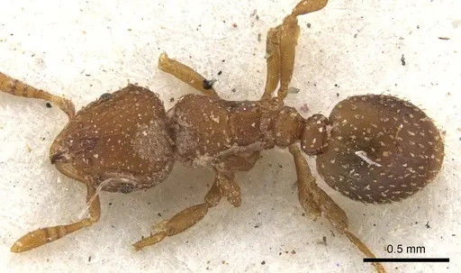 Calyptomyrmex arnoldi specimen CASENT0900992 image casent0900992_1
