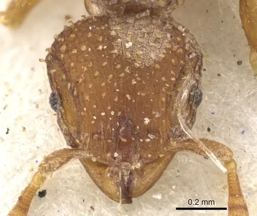 Calyptomyrmex arnoldi specimen CASENT0900992 image casent0900992_2