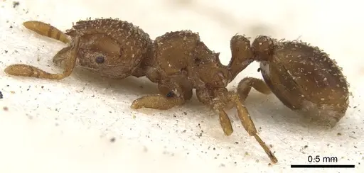Calyptomyrmex arnoldi specimen CASENT0900992 image casent0900992_3