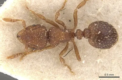 Calyptomyrmex arnoldi specimen CASENT0908924 image casent0908924_1