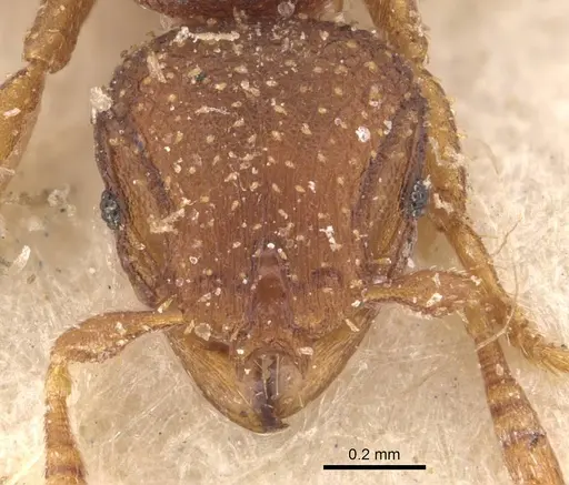 Calyptomyrmex arnoldi specimen CASENT0908924 image casent0908924_2