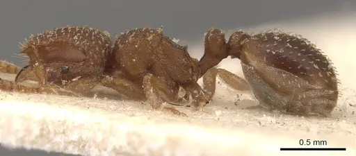 Calyptomyrmex arnoldi specimen CASENT0908924 image casent0908924_3