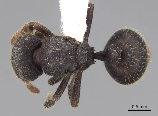Calyptomyrmex barak specimen CASENT0402617 image casent0402617_1