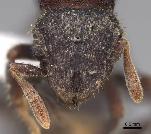 Calyptomyrmex barak specimen CASENT0402617 image casent0402617_2
