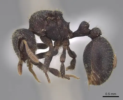 Calyptomyrmex barak specimen CASENT0402617 image casent0402617_3