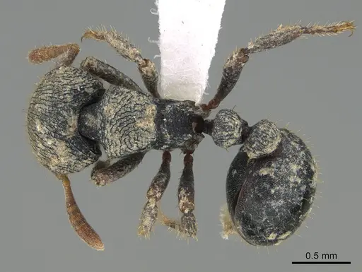 Calyptomyrmex barak specimen CASENT0797879 image casent0797879_1