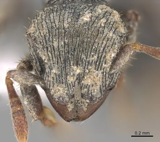 Calyptomyrmex barak specimen CASENT0797879 image casent0797879_2