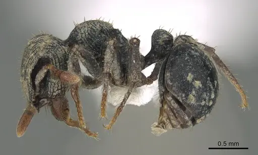 Calyptomyrmex barak specimen CASENT0797879 image casent0797879_3