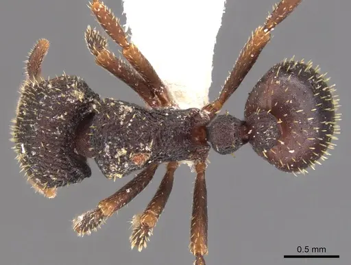 Calyptomyrmex barak specimen CASENT0900984 image casent0900984_1