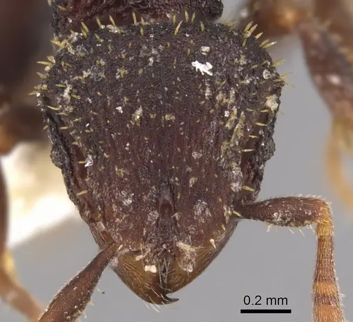 Calyptomyrmex barak specimen CASENT0900984 image casent0900984_2