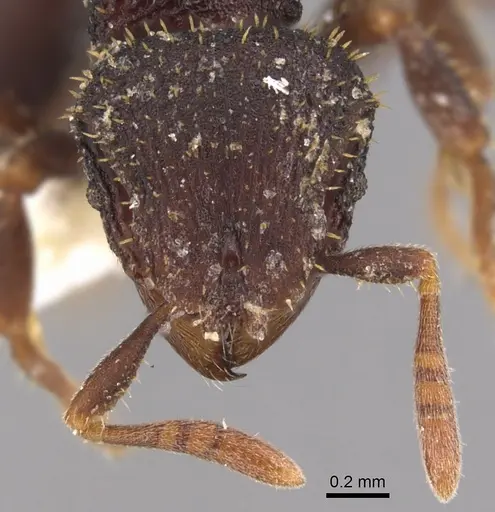 Calyptomyrmex barak specimen CASENT0900984 image casent0900984_3