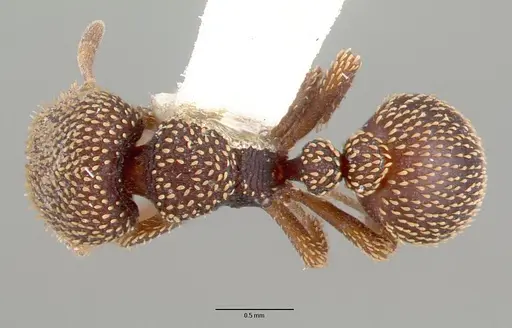 Calyptomyrmex beccarii specimen CASENT0010655 image casent0010655_1