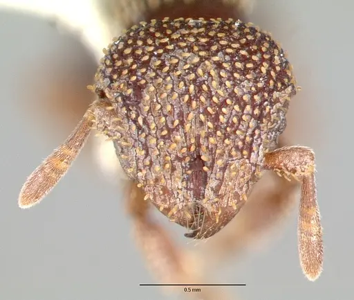 Calyptomyrmex beccarii specimen CASENT0010655 image casent0010655_2