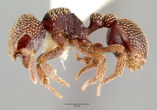 Calyptomyrmex beccarii specimen CASENT0010655 image casent0010655_3