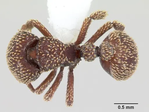 Calyptomyrmex beccarii specimen CASENT0178453 image casent0178453_1
