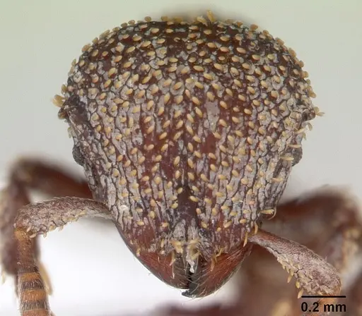 Calyptomyrmex beccarii specimen CASENT0178453 image casent0178453_2