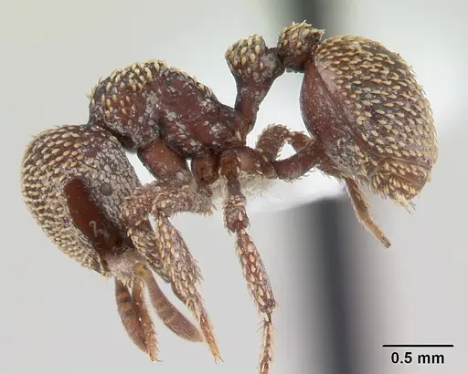 Calyptomyrmex beccarii specimen CASENT0178453 image casent0178453_3