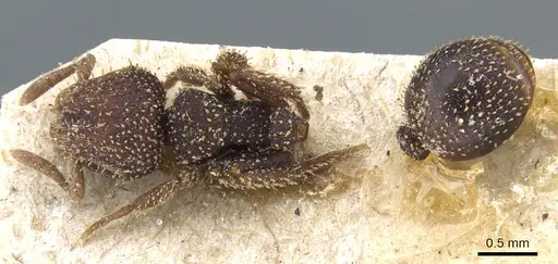 Calyptomyrmex beccarii specimen CASENT0904677 image casent0904677_1