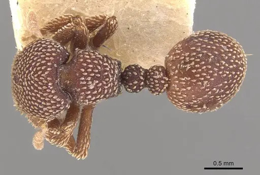 Calyptomyrmex beccarii specimen CASENT0908925 image casent0908925_1